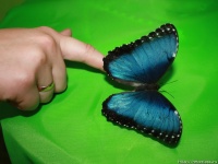  Morpho